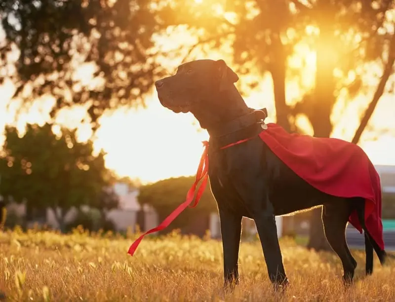 Les chiens augmentent-ils vraiment votre taux de Match?